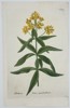 Johann Wilhelm Weinmann (1683–1741) – Blattaria lutea quadrifoliata – Hand-coloured engraving (1737)