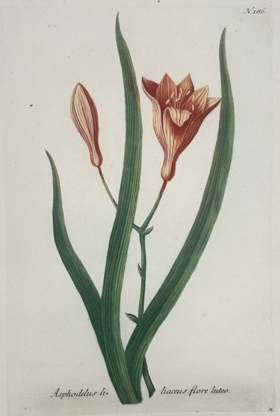 Johann Wilhelm Weinmann (1683–1741) – Asphodelus liliaceus flore luteo – Hand-coloured engraving (1737)