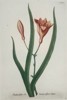 Johann Wilhelm Weinmann (1683–1741) – Asphodelus liliaceus flore luteo – Hand-coloured engraving (1737)