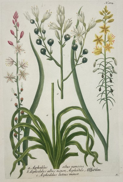 Johann Wilhelm Weinmann (1683–1741) – Asphodelus albus ramosus and Varieties – Hand-coloured engraving (1737)