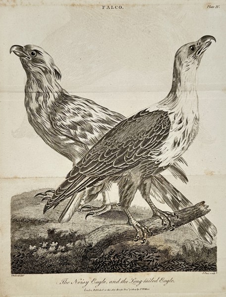 John Wilkes (1750–1836) – The Noisy Eagle and the Long-tailed Eagle – Engraving (1797)