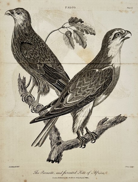 John Wilkes (1750–1836) – The Parasite, and Furcated Kite of Africa – Engraving (1797)