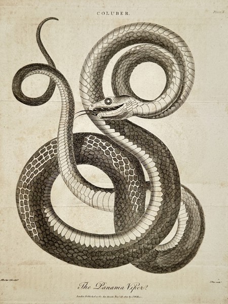 John Wilkes (1750–1836) – The Panama Viper – Engraving (1801)