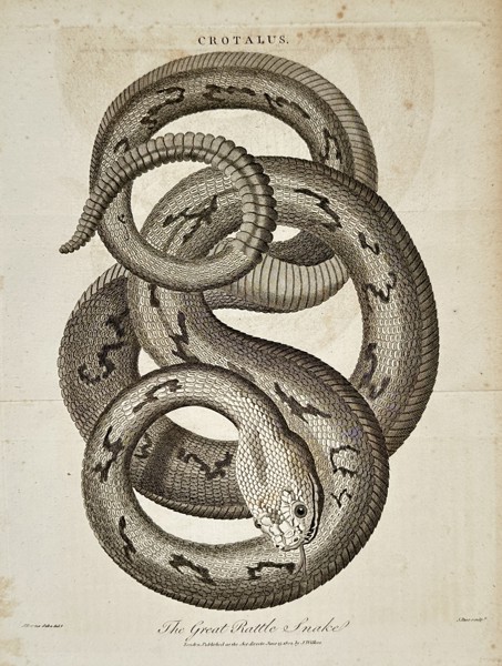 John Wilkes (1750–1836) – The Great Rattle Snake – Engraving (1802)