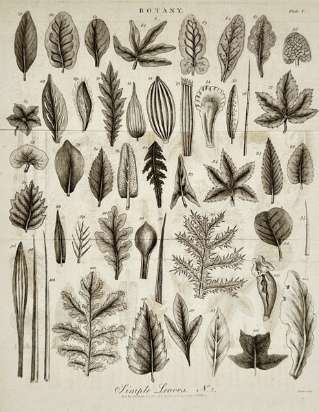 John Wilkes (1750–1836) – Simple Leaves No. 2 – Engraving (1802)