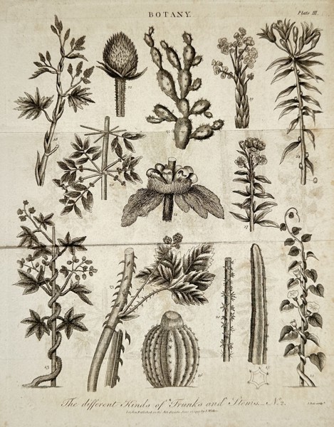 John Wilkes (1750–1836) – The different Kinds of Trunks and Stems No. 2 – Engraving (1799)