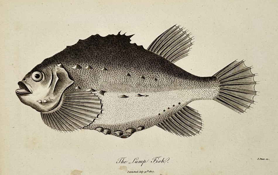 George Shaw (1751–1813) – The Lump Fish – Engraving (1807)