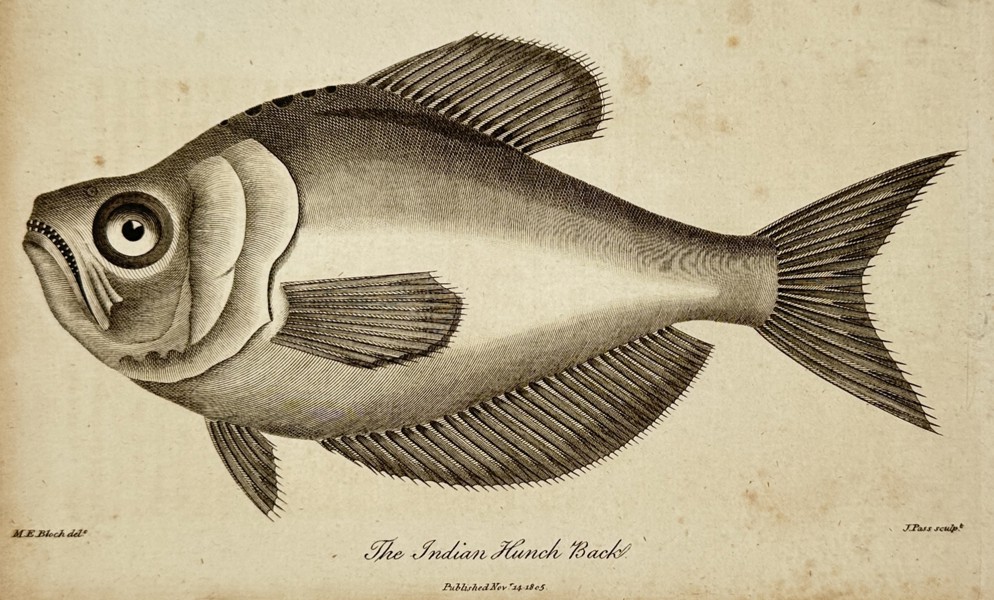 Marcus Elieser Bloch (1723–1799) – The Indian Hunch Back – Engraving (1803)