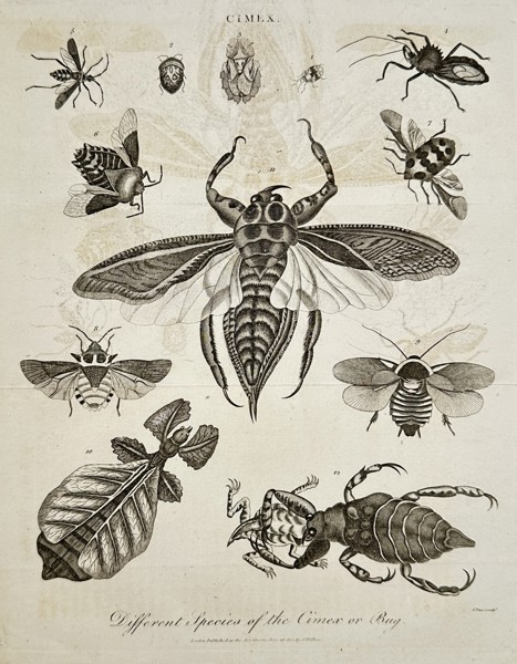 John Wilkes (1750–1836) – Different Species of the Cimex or Bug – Engraving (1799)