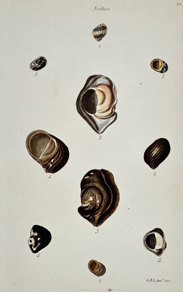 George Sowerby (1788–1854) – Neritina Shell Varieties – Hand-coloured etching (1825)