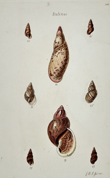George Sowerby (1788–1854) – Bulinus Shell Varieties – Hand-coloured etching (1825)