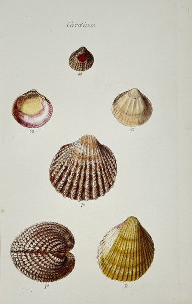 George Sowerby (1788–1854) – Cardium Shell Varieties – Hand-coloured etching (1825)