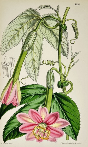 Walter Hood Fitch (1817–1892) – Passiflora vitifolia (Vine-leafed Passion Flower) – Hand-coloured lithograph (1868)