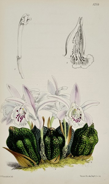 Walter Hood Fitch (1817–1892) – Trichopilia suavis (Sweet-scented Trichopilia) – Hand-coloured lithograph (1869)