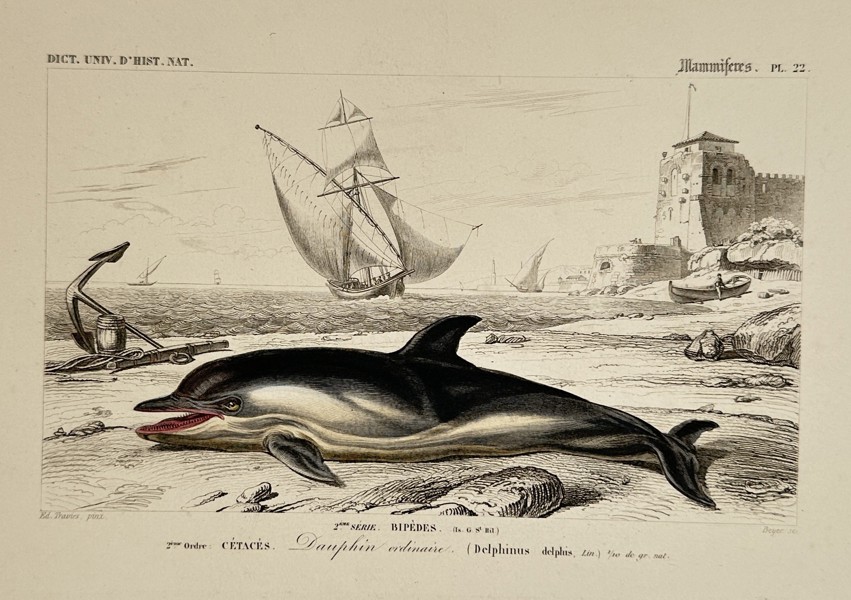 Charles d'Orbigny (1806–1876) – Dauphin ordinaire (Common Dolphin) – Hand-coloured engraving (1849)