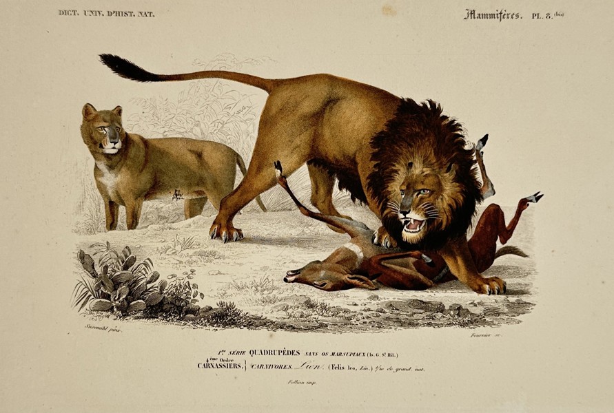 Charles d'Orbigny (1806–1876) – Lion (Felis leo) – Hand-coloured engraving (1849)