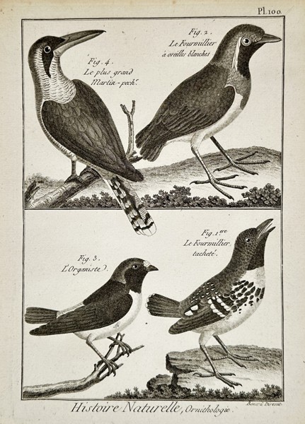 Denis Diderot (1713–1784) – Histoire Naturelle, Ornithologie – Engraving (1768)