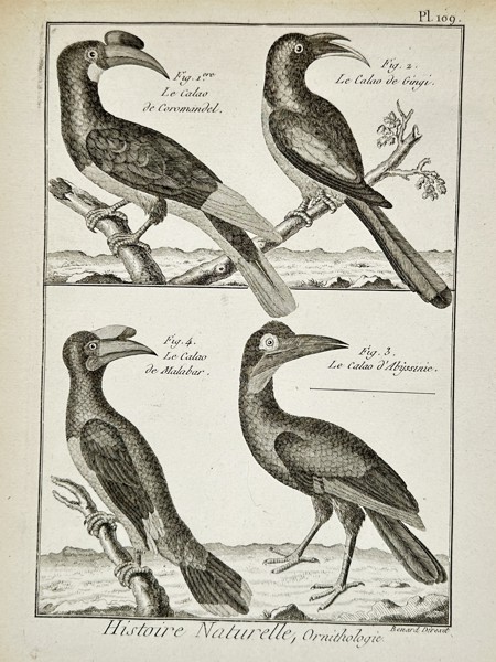 Denis Diderot (1713–1784) – Histoire Naturelle, Ornithologie (Hornbills) – Engraving (1768)