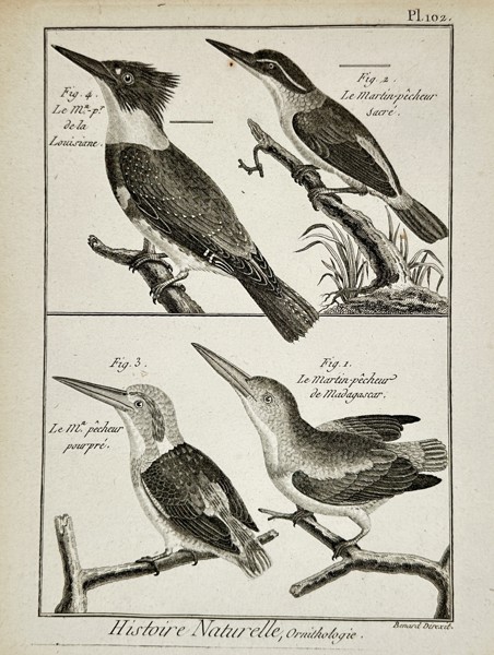 Denis Diderot (1713–1784) – Histoire Naturelle, Ornithologie (Kingfishers) – Engraving (1768)