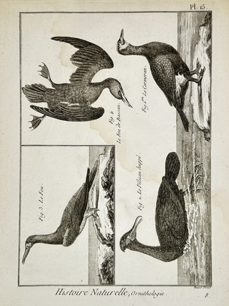 Denis Diderot (1713–1784) – Sea Birds – Engraving (1768)
