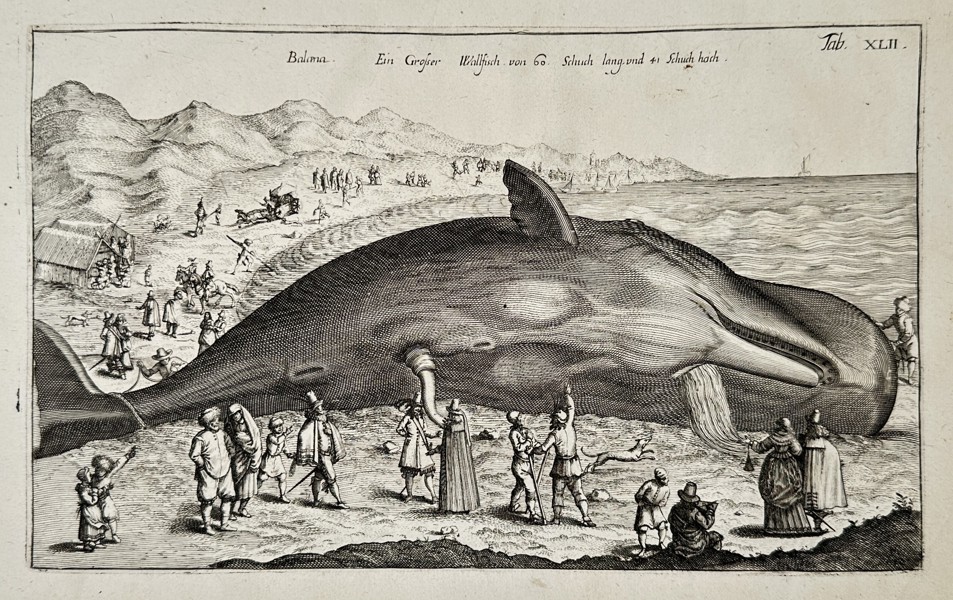 Joannes Jonstonus (1603–1675) – Large Whale Stranded on a Coast – Engraving (1657)