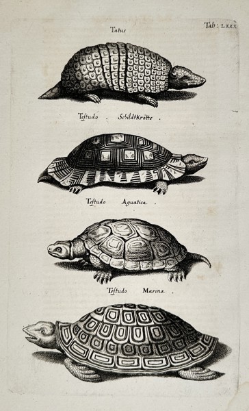 Joannes Jonstonus (1603–1675) – Armadillo and Tortoises – Engraving (1657)