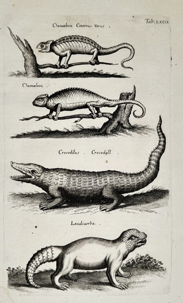 Joannes Jonstonus (1603–1675) – Chameleons and Crocodiles – Engraving (1657)