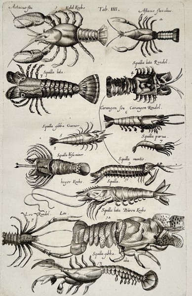 Joannes Jonstonus (1603–1675) – Crustaceans and Shellfish – Engraving (1657)
