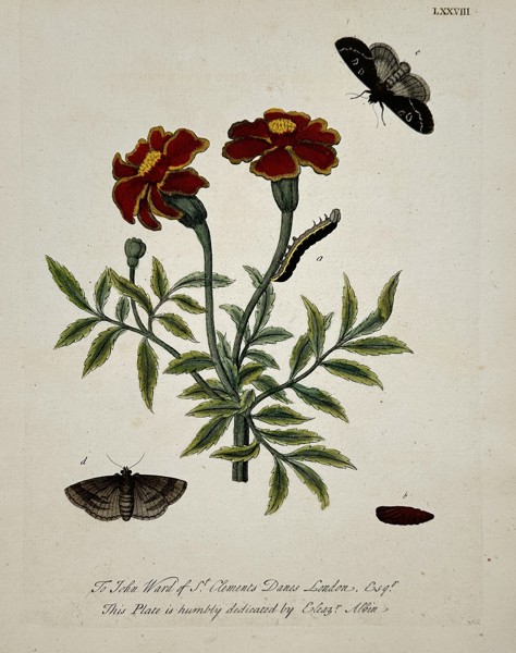 Eleazar Albin (active 1690–1742) – Marigolds with Moths and Caterpillar – Hand-coloured etching (1720)