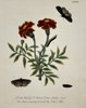 Eleazar Albin (active 1690–1742) – Marigolds with Moths and Caterpillar – Hand-coloured etching (1720)