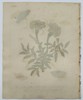 Eleazar Albin (active 1690–1742) – Marigolds with Moths and Caterpillar – Hand-coloured etching (1720)
