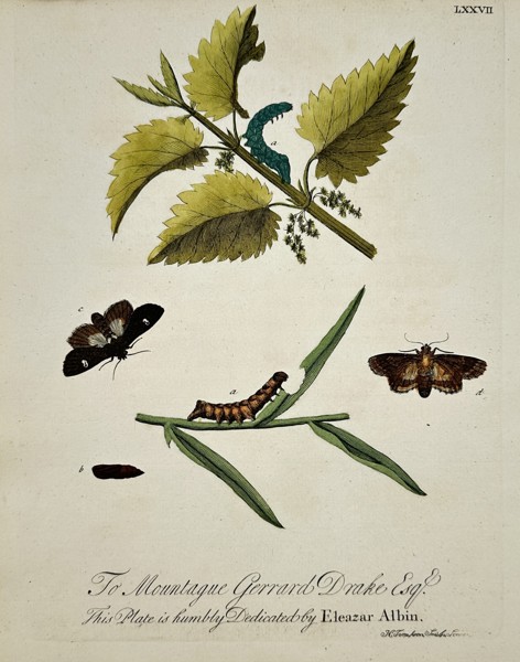 Eleazar Albin (active 1690–1742) – Moths and Caterpillars on Nettle and Willow – Hand-coloured etching (1720)