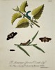 Eleazar Albin (active 1690–1742) – Moths and Caterpillars on Nettle and Willow – Hand-coloured etching (1720)