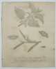 Eleazar Albin (active 1690–1742) – Moths and Caterpillars on Nettle and Willow – Hand-coloured etching (1720)