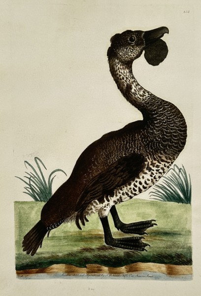 Frederick Polydore Nodder (1751-1801) – View of a Comb Duck – Hand-coloured etching (1797)