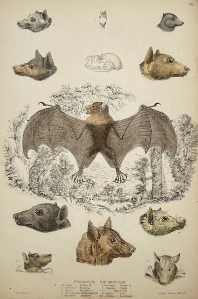 Captain Thomas Brown (1785-1862) – View of Fruit Bats and Flying Foxes – Hand-coloured engraving (1835)