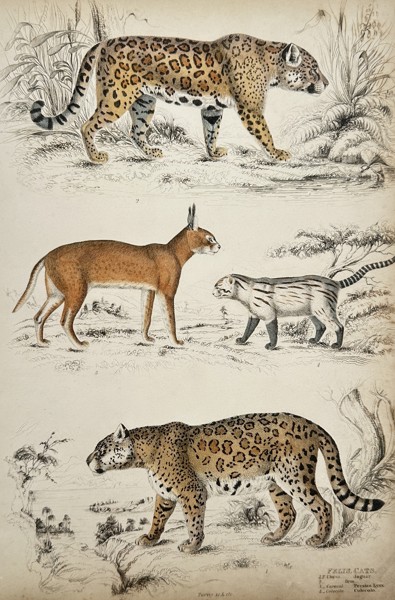Captain Thomas Brown (1785-1862) – View of Jaguars and Other Felines – Hand-coloured engraving (1835)