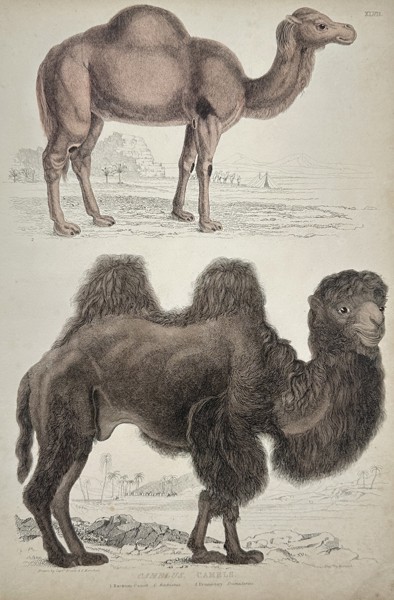 Captain Thomas Brown (1785-1862) – View of a Dromedary and a Bactrian Camel – Hand-coloured engraving (1835)