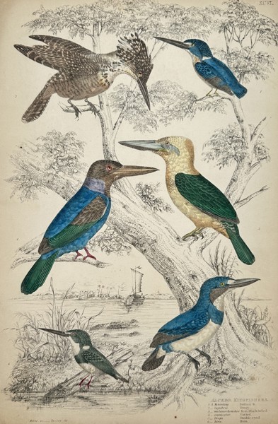 Captain Thomas Brown (1785-1862) – View of Various Kingfishers – Hand-coloured engraving (1835)