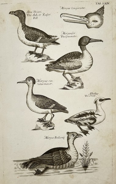 Francis Willughby (1635-1672) – View of Waterfowl and an Auk – Engraving (1678)