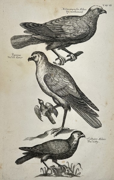 Francis Willughby (1635-1672) – View of Birds of Prey – Engraving (1678)