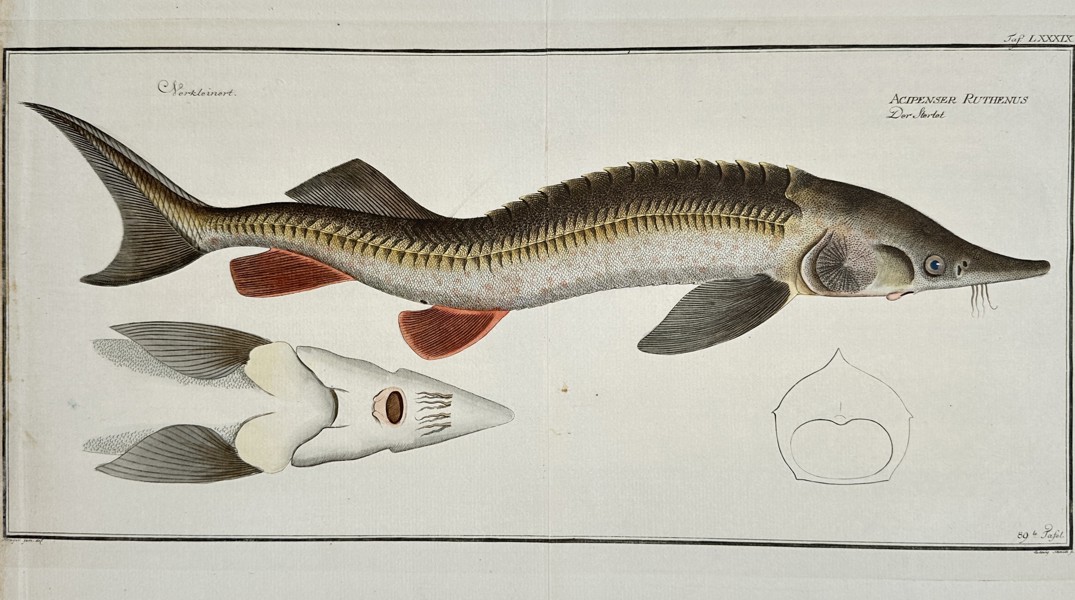 Andreas Ludwig Krüger (1743-1805) – View of a Sterlet Sturgeon – Hand-coloured etching (1782)