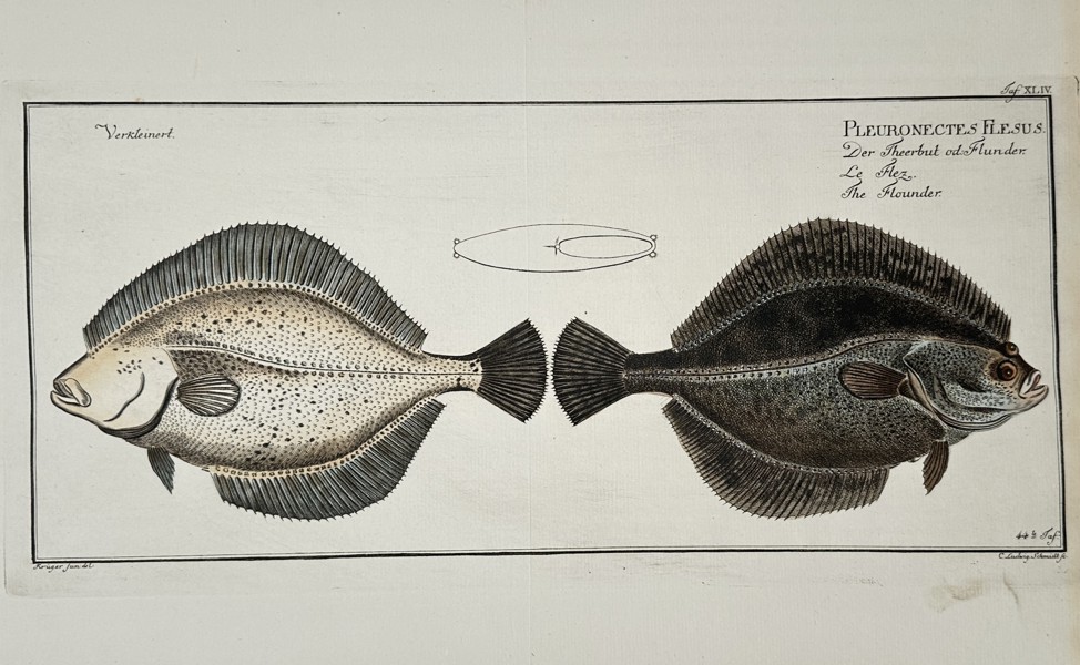 Andreas Ludwig Krüger (1743-1805) – View of a European Flounder – Hand-coloured etching (1782)