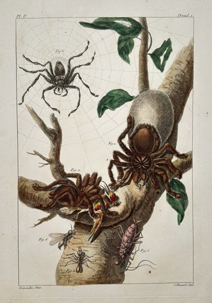 Claude-Mathieu Fessard (1740-1803) – View of Spiders and Insects on a Branch – Hand-coloured engraving (1771)