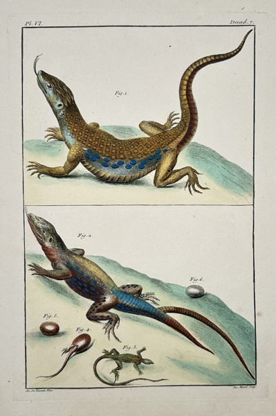 Claude-Mathieu Fessard (1740-1803) – View of Lizards and Their Development – Hand-coloured engraving (1771)
