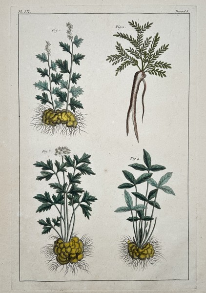 Claude-Mathieu Fessard (1740-1803) – View of Botanical Studies with Tubers and Roots – Hand-coloured engraving (1771)