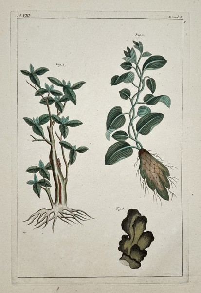 Claude-Mathieu Fessard (1740-1803) – View of Botanical Studies with Roots and Foliage – Hand-coloured engraving (1771)