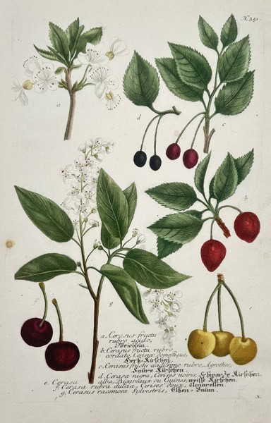 Johann Wilhelm Weinmann (1683-1741) – View of Various Cherry Species – Hand-coloured etching (1737)