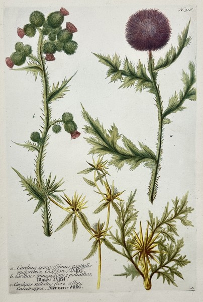 Johann Wilhelm Weinmann (1683-1741) – View of Various Thistle Species – Hand-coloured etching (1737)