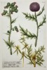Johann Wilhelm Weinmann (1683-1741) – View of Various Thistle Species – Hand-coloured etching (1737)